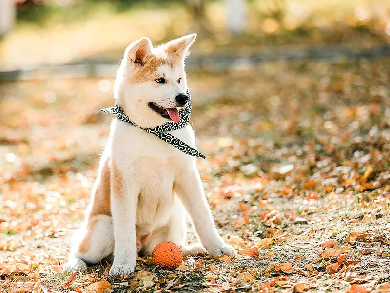 子犬にはどんなおもちゃが良いの？