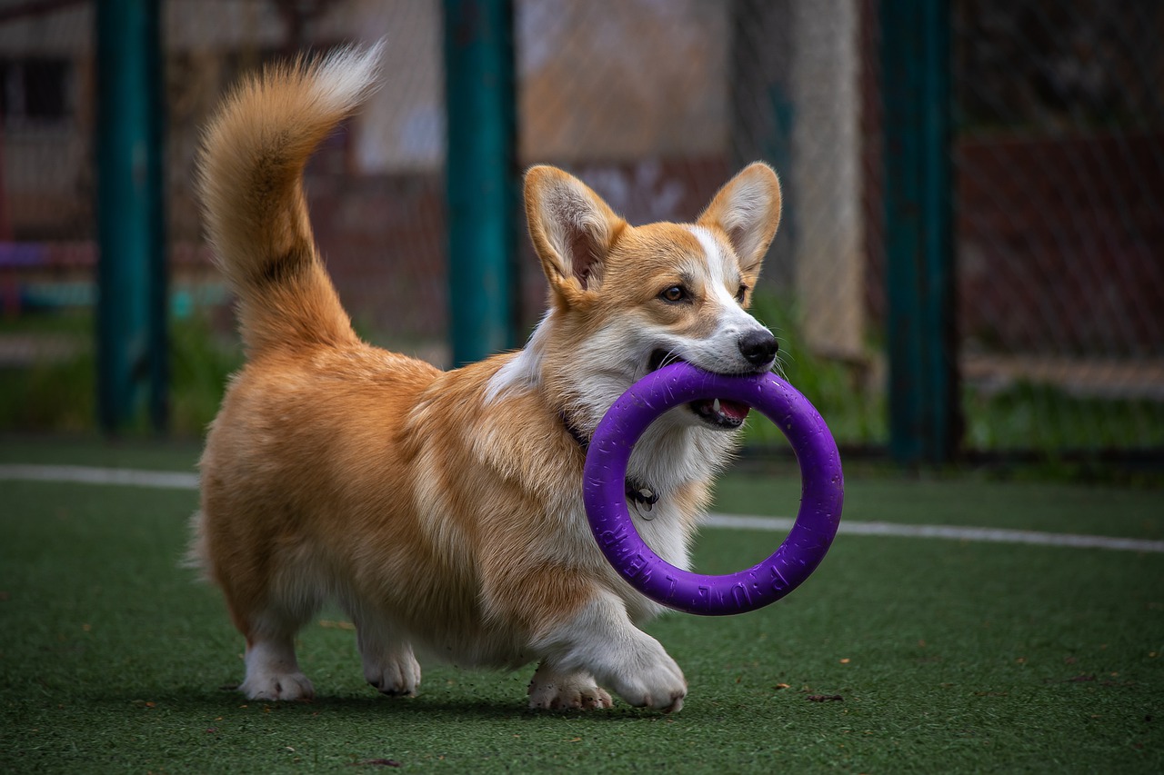 幸せな犬のおもちゃ！ 幸せな健康生活！