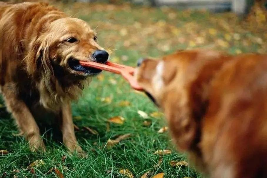 犬のおもちゃによる攻撃性の管理と予防